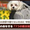 突然の災害で慌てないために今知ろう！「愛犬の命を守る7つの防災対策」