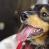夏こそ盲点？犬の熱中症以外の脱水で気を付けたい病気と症状、脱水の見分け方をご紹介！