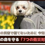突然の災害で慌てないために今知ろう！「愛犬の命を守る7つの防災対策」