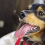 夏こそ盲点？犬の熱中症以外の脱水で気を付けたい病気と症状、脱水の見分け方をご紹介！