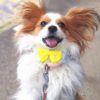 犬のリボンカラーの意味とは？イエローリボンだけじゃないリボンカラーの意味と接し方について