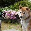 犬の蚊除け対策で蚊取り線香は使っても大丈夫？成分や種類、注意点をご紹介！