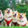 【2025年版】愛犬と行ける関東近郊のペットOK避暑地・観光スポット7選！