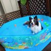 夏場に犬と自宅プールを楽しむ方法｜安全な始め方から注意点まで解説！