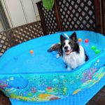 夏場に犬と自宅プールを楽しむ方法｜安全な始め方から注意点まで解説！