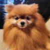 C-BARQってどんなもの？あなたの愛犬をもっと知ろう！6つのタイプ別犬の性格診断！