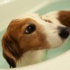 犬のシャンプーは春夏秋冬で変えた方が良い？季節別の肌の特徴やシャンプー方法を解説！