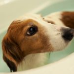 犬のシャンプーは春夏秋冬で変えた方が良い?季節別の肌の特徴やシャンプー方法を解説!