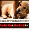 「噛み癖で家具がぼろぼろ」犬が家具を噛む理由と噛み癖対策を5つご紹介