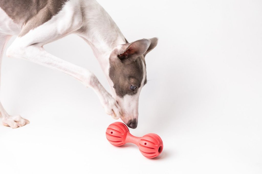 犬用おもちゃは状況による使い分けが大事?おもちゃ選びのポイントと工夫、遊ぶ時の注意点