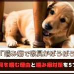 「噛み癖で家具がぼろぼろ」犬が家具を噛む理由と噛み癖対策を5つご紹介