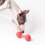 犬用おもちゃは状況による使い分けが大事？おもちゃ選びのポイントと工夫、遊ぶ時の注意点
