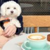 愛犬と気軽に立ち寄れる有名コーヒーチェーン3選！詳しい店舗名や特徴もご紹介♪
