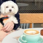 愛犬と気軽に立ち寄れる有名コーヒーチェーン3選！詳しい店舗名や特徴もご紹介♪