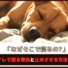 「なぜそこで寝るの？」犬がトイレで寝る理由と止めさせる方法をご紹介