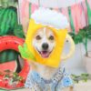 【2025年版】犬とビールをこよなく愛する人へ！愛犬同伴OKのオクトーバーフェスト４選！＜全国編＞