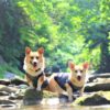 愛犬と涼しくお出かけ！関西の避暑スポットおすすめ8選【大阪・京都・兵庫・滋賀・奈良】