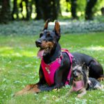 金具のゆるみは大丈夫?犬の首輪やハーネス、リードを買い替える時の目安や見極め方