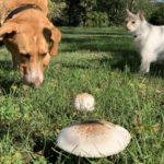 秋の散歩日和は犬のキノコの誤食にご用心!注意点や公園に良く生える種類、対処法を解説!