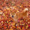秋の散歩は毛虫に要注意！愛犬を守るためにできること、対処法を解説！