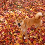 秋の散歩は毛虫に要注意！愛犬を守るためにできること、対処法を解説！