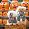 愛犬と行きたい！【2025年10月 関東】ハロウィンイベント＆ドッグフェス9選
