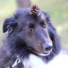 犬が松ぼっくりを好む子が多いのはなぜ？主な理由から知っておきたいリスク、予防法を解説！