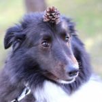 犬が松ぼっくりを好む子が多いのはなぜ？主な理由から知っておきたいリスク、予防法を解説！