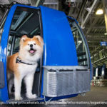 【2025秋】苗場スキー場のドラゴンドラで絶景紅葉！大型犬もOK「ペットと行く貸し切り乗車プラン」登場【10/11～11/9】