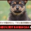 「愛犬がおもちゃで遊ばない」「犬と遊ぶ時間はどれくらい？」犬の遊びに関するお悩みQ&A 6選