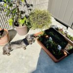 犬にも優しい家庭菜園のススメ。食べても平気な野菜や植物、家庭菜園を楽しむ方法をご紹介！