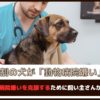 「7割の犬が動物病院嫌い」愛犬の動物病院嫌いを克服するために飼い主さんができること