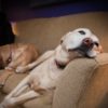 愛犬と過ごす『秋の夜長』。注意したいうっかり行動と愛犬と楽しむための工夫