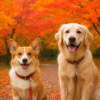 【2025年版】京都で愛犬と行く紅葉名所14選｜わんこと絶景さんぽを楽しむ秋旅ガイド
