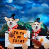 【2025年版】犬用ハロウィンおやつおすすめ9選｜無添加・国産で安心＆かわいいスイーツ特集