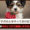 「子犬のときやっておけば」飼い主が犬のしつけで後悔しがちなこと6選