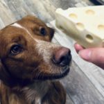 結局犬に与えて良い乳製品ってどれ？OK乳製品とNG乳製品の種類、与える時の注意点をご紹介！