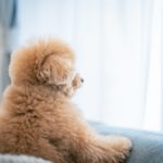 季節の変わり目に敏感な犬種はいる？主な種類や寒暖差を生まない工夫、注意点を解説！