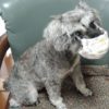 その咳、ただの風邪とは限らないかも？秋に増える犬の呼吸器疾患の特徴と種類、対策をご紹介！