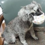 その咳、ただの風邪とは限らないかも?秋に増える犬の呼吸器疾患の特徴と種類、対策をご紹介!