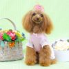 愛犬の服やグッズの色選びで迷ったら…？犬にもあるパーソナルカラーの診断方法や取り入れ方