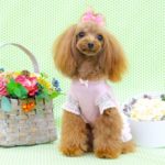 愛犬の服やグッズの色選びで迷ったら…？犬にもあるパーソナルカラーの診断方法や取り入れ方