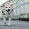愛犬の寿命を延ばしたいなら絶対やって！犬の健康長寿に繋がる行動と長生きさせる秘訣を解説！