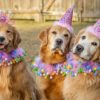 秋に愛犬と楽しみたい【関西版11月ペットイベント・マルシェ】おすすめ10選！