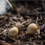 犬が口にすると危険なセンダン中毒って？秋になる実の特徴や危険性、中毒症状、予防法を解説！