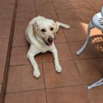 わんことお散歩がてら気軽に立ち寄れる♪園内売店パークスがある都立公園7選！