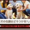 「犬の名前はどうつける?」人気の名前や付けてはいけない名前、覚えやすい名前などをご紹介