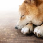 あなたの愛犬はどの寝相に当て嵌まりますか？寝相で分かる犬の性格診断６選！