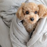 犬の冬対策は万全でも見直して！冬対策の盲点と対策方法について