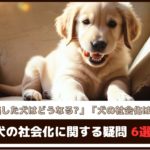 「社会化を逃した犬はどうなる？」「犬の社会化はいつまで？」犬の社会化に関する疑問6選
